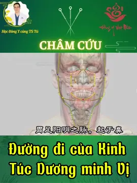 Đường đi kinh Túc Dương minh Vị là một trong những đường đi phức tạp nhất của các kinh.  