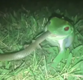 “Did you know some frogs eat snakes?” Not all frogs are tiny bug-munchers—some are full-blown predators. The African bullfrog and Pacman frog are powerful enough to ambush and swallow snakes whole! With strong jaws and lightning reflexes, they strike fast and gulp down prey larger than you’d expect. Nature doesn’t always play by the rules—sometimes, the frog wins. #FunFact #AnimalFacts #FrogTok #Wildlife #NatureIsMetal #PredatorVsPrey #FrogsOfTikTok #SnakeEater #DidYouKnow #CrazyNature