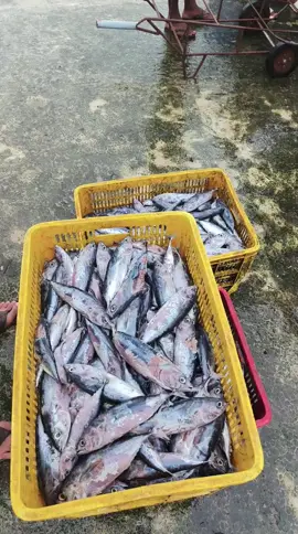 banyak rugi ini macam ikan boss kuu... 