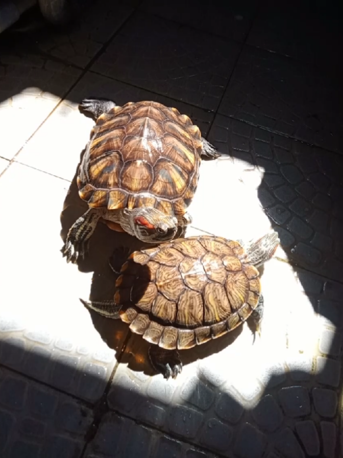 tempurungnya bikin silau🐢☀️✨ #kurakurabrazil #kurakura #turtle #pets #fyp 