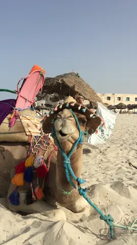 #djerba #holiday #djerbaladouce🌴🌴🌴☀️☀️☀️🌴🌞🏊 #tunis #tunisia 
