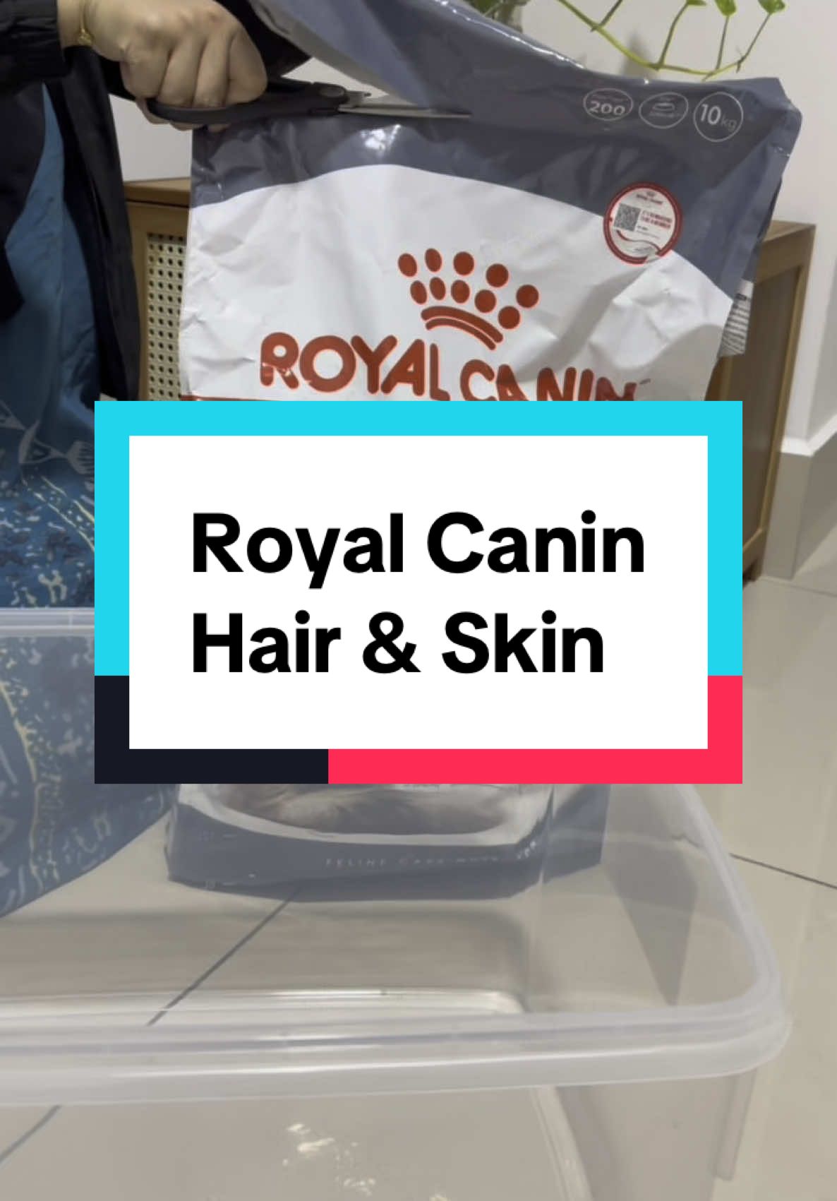 #cutecat #bulus #cat #munchkin #catparents #bibik #majikankucing #royalcanin #hairandskin #makanankucing #catfood