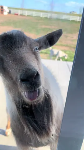 Unos besitos de chivo 🤪#besitos #chivo 