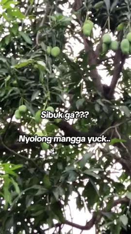 Ni anak zaman sekarang kerjanya ngapain sih..sayang amat tuhh mangga pada ga ada yg ngangkut..zmn ku dulu jngn harap amannn tuh mangga😭🤣😂
