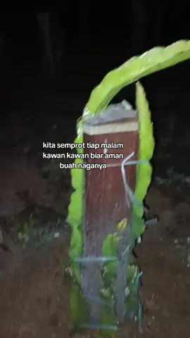kita gaskan malam malam semprot nya kawan kawan #petani #petanibuahnaga #buahnaga #kebunnaga #buahnagamerah #petanimuda #petanimilenial #petaniindonesia🇮🇩🇮🇩🇮🇩🌿🌿 #berkebun 