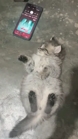 Adek lagi termangu-mangu,lg di sakitin meong mana adekk🫣 #kucinglucu #mangu #kucingviral 