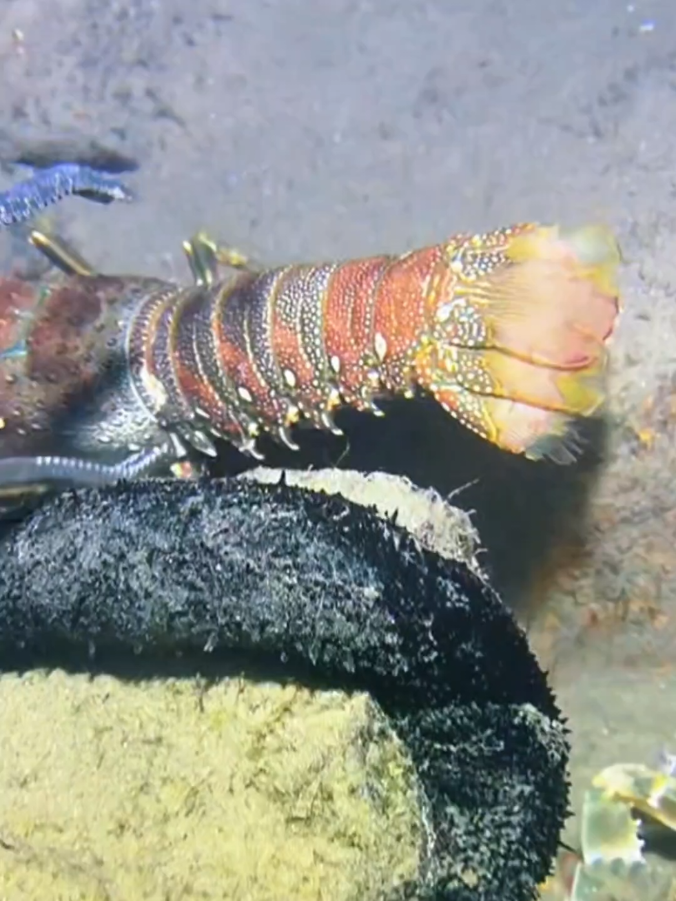 #diving #crab #catchthesea #seaside #seafood #fish #eel #lobster #seangsolofishing