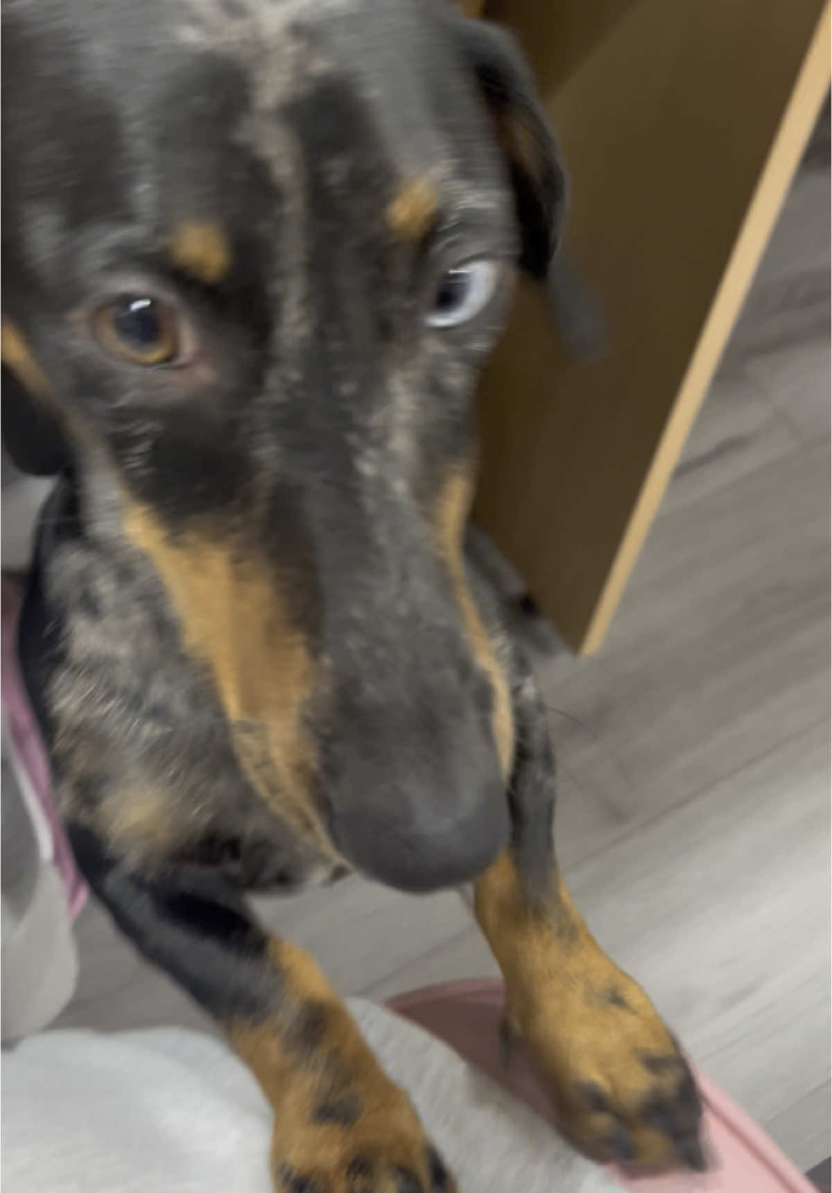 needy pup🌭🐶 #pet #dog #petlover #doglover #dachshund #dogsoftiktok #dachshundsoftiktok 
