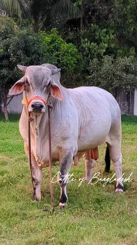 Masaallah Beautiful Cross Brahama Bull 950 kg+ in HAMIM Agro #Bull  #cattle  #cow  #bigcow  #indiancow  #pakistanicow   #Agro 