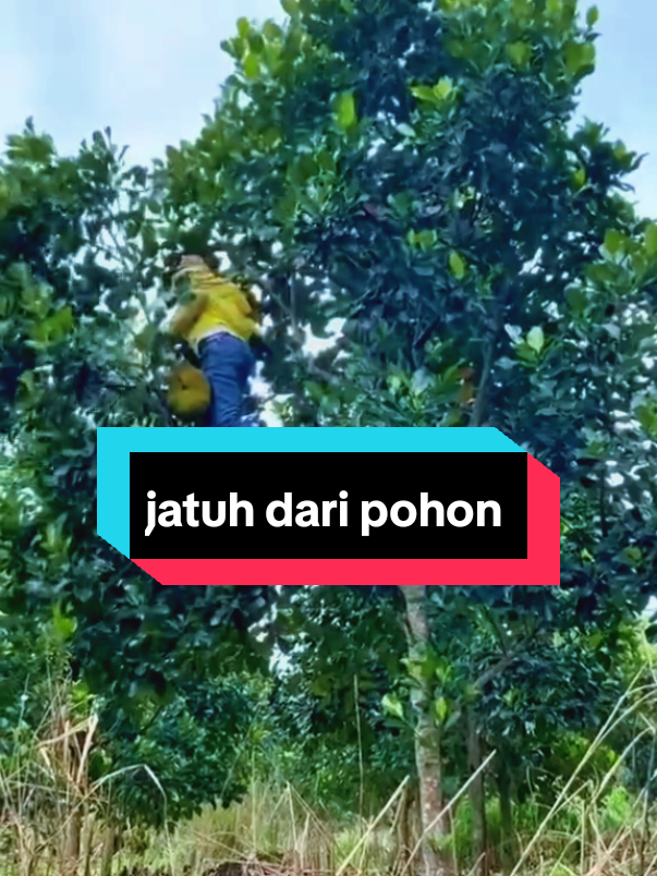 mau mencuri buah nangka malah jatuh dari pohon #humor #komedi #reelhiburantiktok #fypシ゚ 