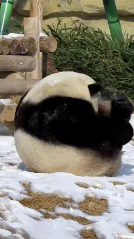 กลิ้งไปเลยเจ้าก้อนกลม~ 🐼💨#panda #funny #pet #cute 