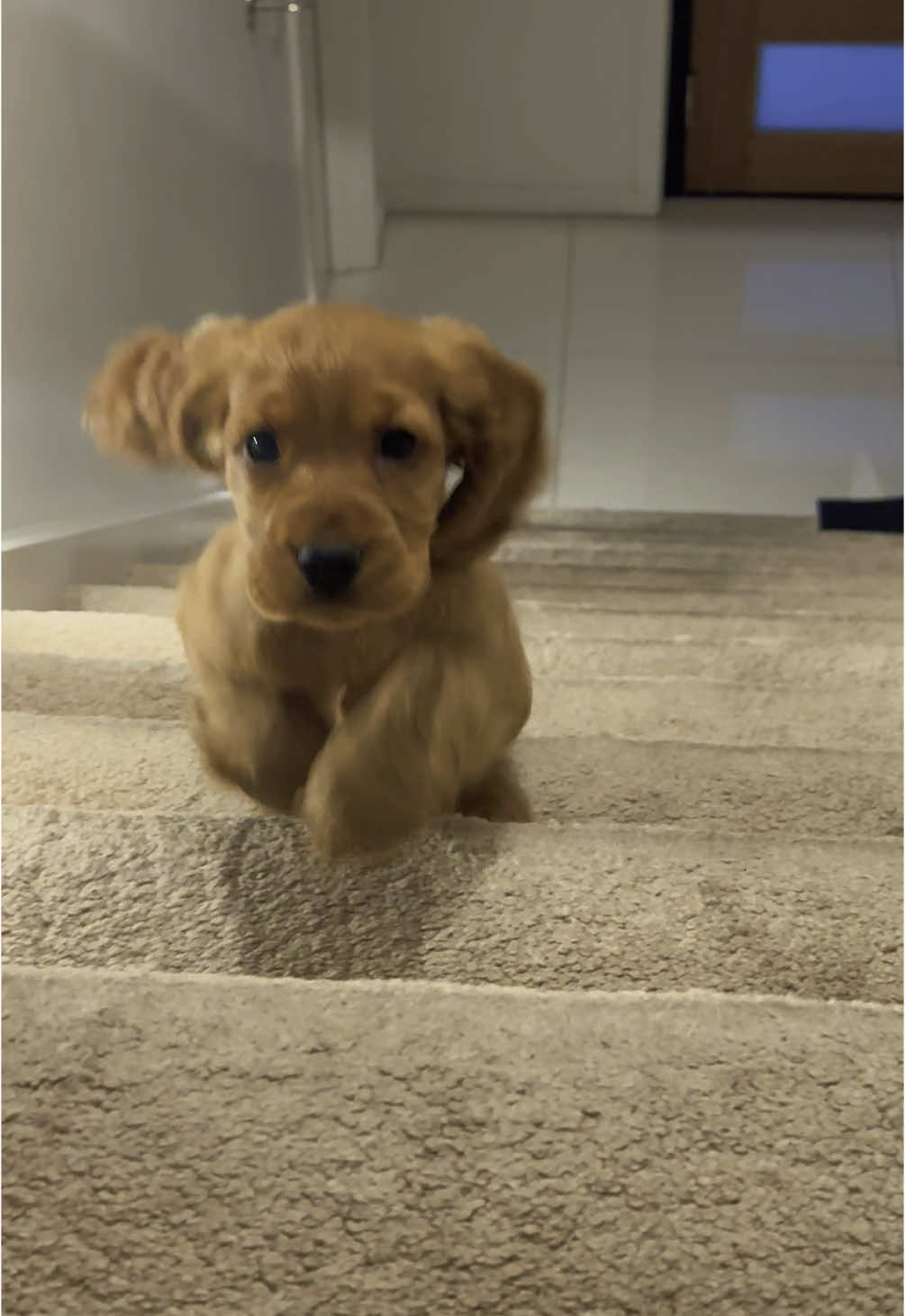 Today I learned how to run up the stairs… but my ears had other plans. 🐶🐾#puppylove #puppylife🐾 #cutebaby #cutepuppy #lady #cockerspanielpuppy #misslady #princesslady #puppytiktok #cockerspaniel #fyp #misslady #Love 