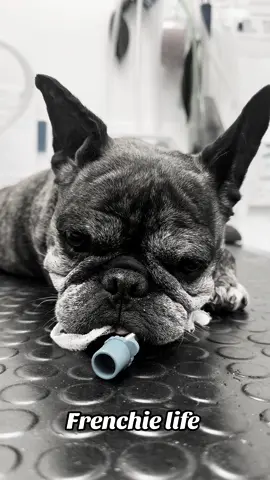 Frenchie life  We do say Frenchies breathe better than ever with an Endotracheal tube 🐶  #endotracheal #tube #frenchbulldog #frenchie #frenchiesoftiktok #surgery #surgerytiktok #airway #veterinary #veterinariansoftiktok #veterinarylife 