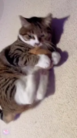 The music rhythm of cats