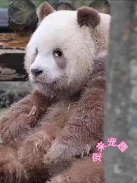 #disclaimer : No copyright infringement intended. All rights belong to their respective creator(s) Just for fun/amusement purpose NO commercial gain. If I've violated your copy right, do let me know, I shall remove it #tiktokzoo #fyp #ofwsg #foryou #555 #funnytiktok #xuhuong #memes #funny #tiktokhumor #fpy #funnyanimals #cute #hereyes #😍😍😍 