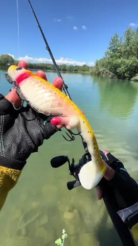 Pisellino23 Trota Albina di @TycoonLures in azione 🐊 #pikefishing #pikelures #fishinglures #luccio 