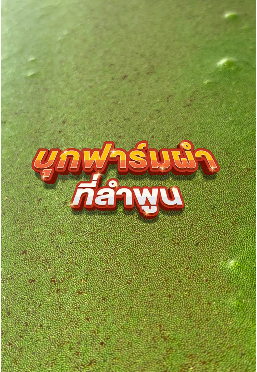 รู้จักไหม..? “ไข่ผำ” พืชขนาดเล็กที่สุดในโลก จากการสร้างรายได้ ด้วยระบบสมาร์ทฟาร์ม การเกษตรรูปแบบใหม่ #ก้องภพเซาะรีวิว #ตามรอยก้องภพ #wolffiaplus #ไข่ผำ #ผำ #smartfarm #ผำสด #ฟาร์มผำ #ระบบสมาร์ทฟาร์ม 