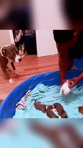 The dog dad who met his children for the first time#dog#funny#funnyanimals#funnypets#animals #dogsofttiktok #pet #foryou #longervideos