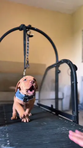 First treadmill exposure for this 44-day-old pup. At this stage, the goal isn’t physical training but introducing the equipment, controlled movement, and building early confidence. This is how you lay the foundation for a future work ethic—through gradual, positive imprinting. #foryou #viral #lavpitbull #lavpitbullusa #pitbull #workingdog #treadmill 