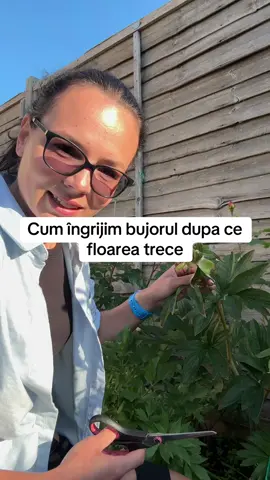 Imediat dupa ce florea bujorului se ofilește, trebuie tăiată, apoi bujorul ingrijit in continuare , udat. Acesta este momentul cand el se dezvolta.#gradina #allotment #gradinarit #healtylifestyle #allotmentlife #bujor #peony 