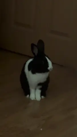 stupid ahh bunny #fyp #funny 