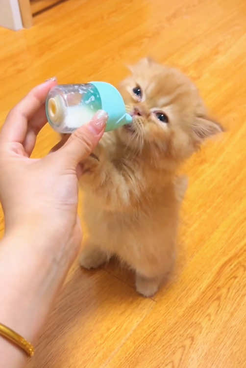 #cat#funny#catsoftiktok#foryou#fyp#foryoupage#funnyvideos#cute#pet#cutecat#animal#animalsoftiktok#usa🇺🇸#catlover#cats#funnycat#tiktokcat#pets#kitten#funnyanimals#kitty