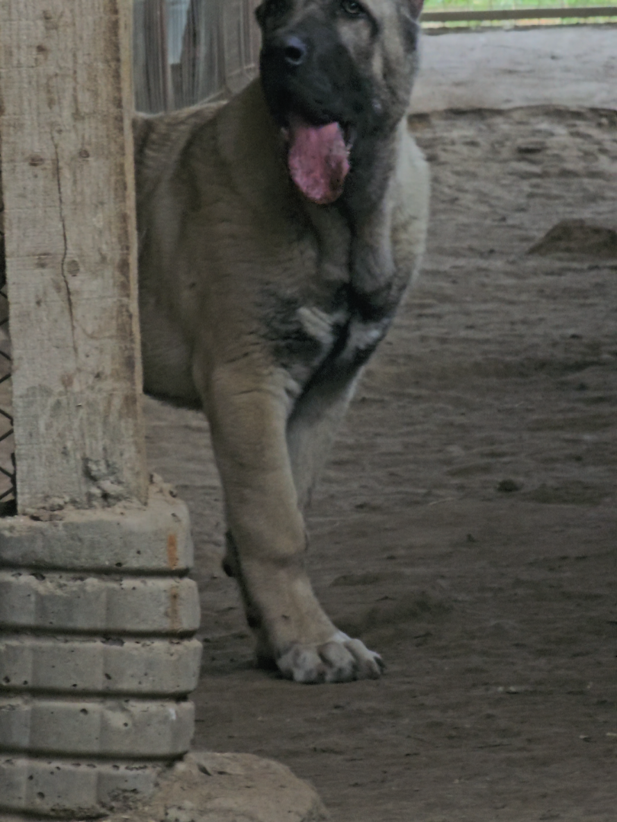 ♥️SHİLA♥️💯💪💯💪#MAŞÂALLAH #bigdogsoftiktok #kangaldog #KangalbalkaN #💯 #kangal #anatolianshepherddog #beatuiful #bigdogstrong #♥️ 