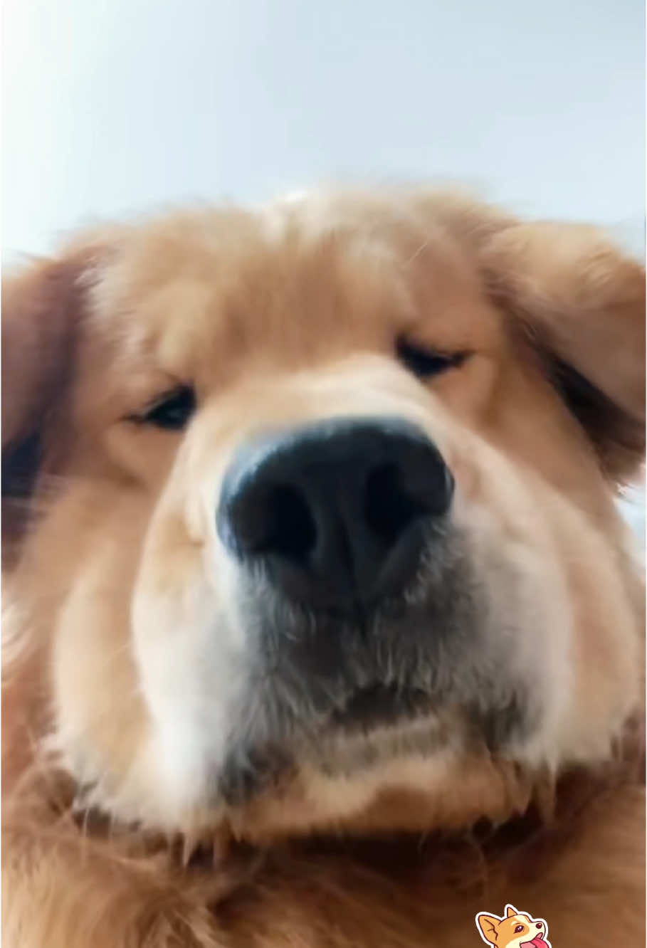 Funny dog on security camera #fyp #dog #doglover #dogsoftiktok #funnyvideos #funnydog #cute 