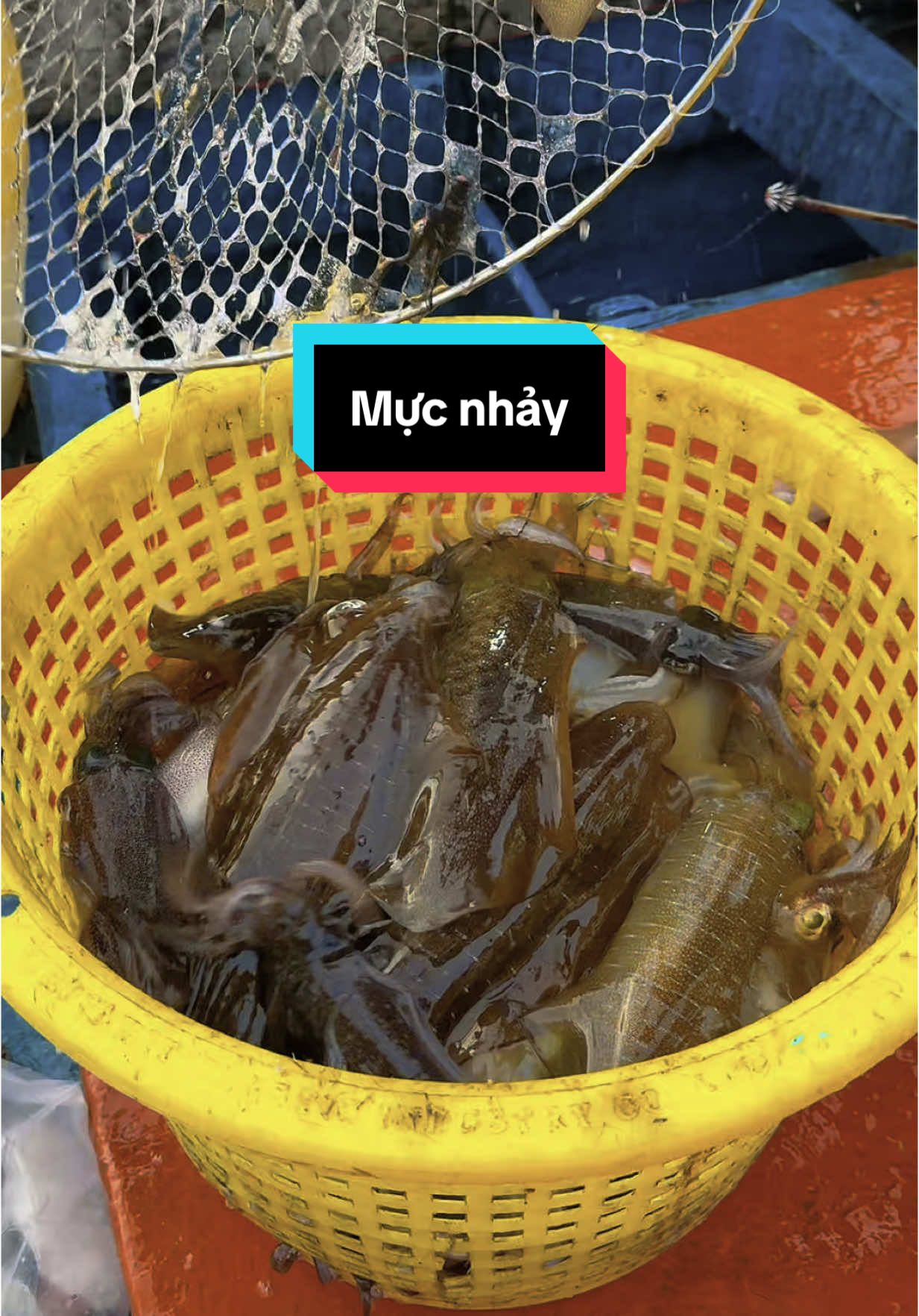 Ai mê mực nhảy chứ em sợ không dám ăn #haisan #phuquoc 
