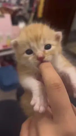 Kittens can cure everyone #cat #catsoftiktok #cute #cutecat #fyp #pet #catlover 