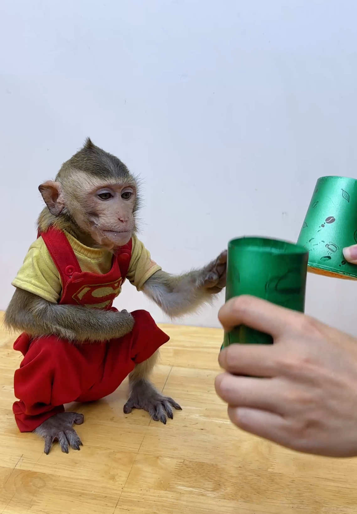 Are you cheating on monkey Nana? The cute plan for everything.It really looks like a little baby.Cont🐒🙉🥰#animalhouse #NANa #monkey #tiktok #cuteanimals 
