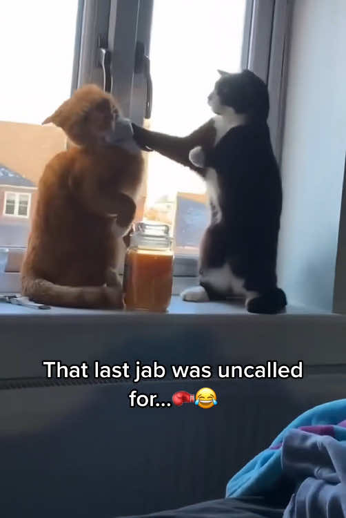 When you have two cats you get-double the happiness 🤣🤣#funnycat #pet #fyp #funnyvideos #catsoftiktok #cute #kitten #cat #funny #foyou #catlover #tiktok 