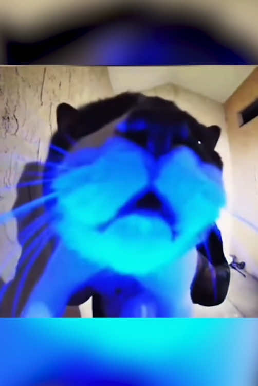 Cat in surveillance 👀📸#cute #usa🇺🇸 #fpy #foryou #funny #usa #cat #pet #cats #catlover #catsoftiktok #funnycat #catsvideo 