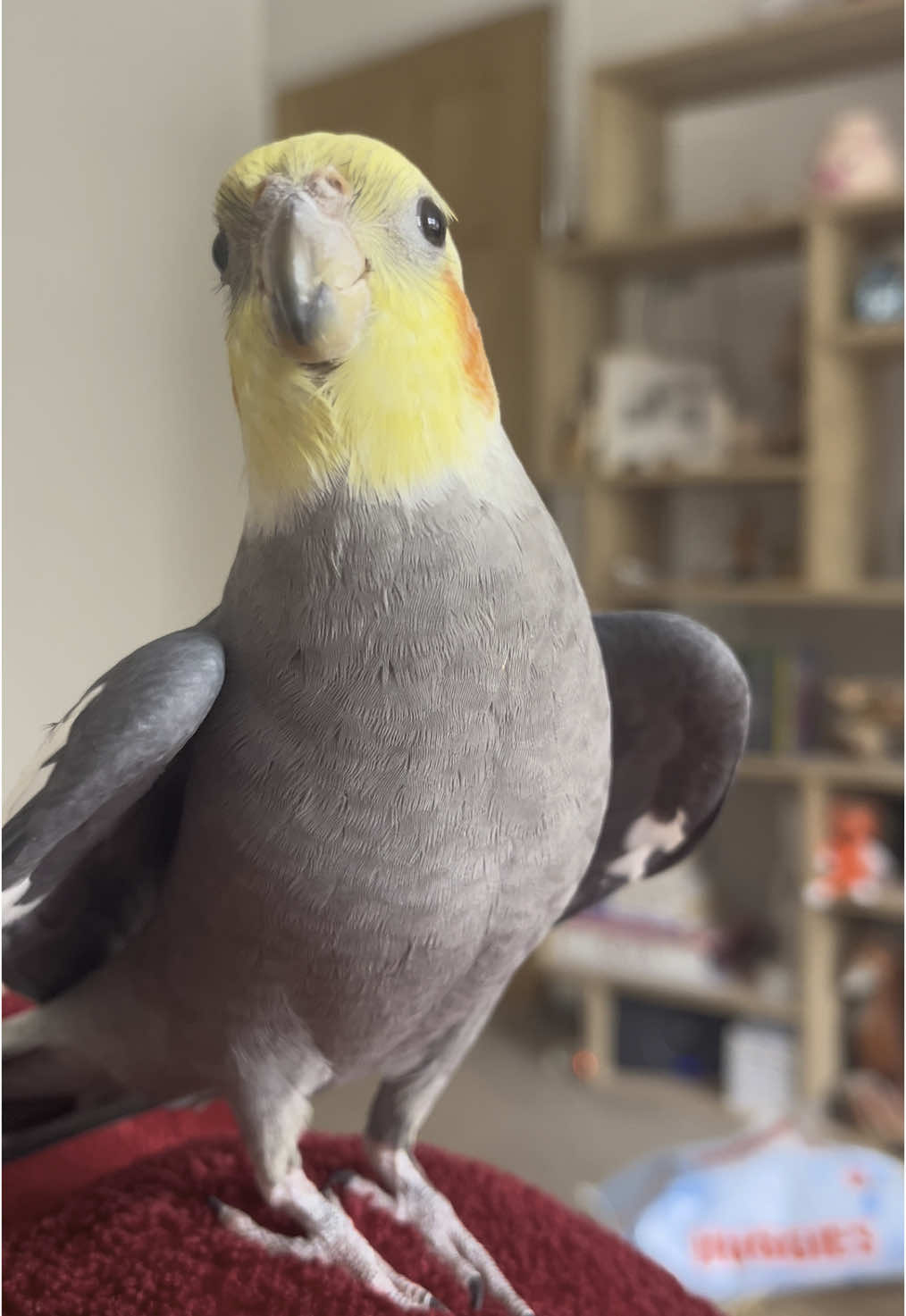 Coookiiieee! Peekaboo! #cookiethebird #wingsofterror #cockatiel #parrot #cockatielsoftiktok #prettybird #talkingparrot #parrotlove #petbird #funnyparrot #crazyparrot #petcockatiel #peekaboo #корелла #попугай #кореллапопугай #попугайкорелла #говорящийпопугай #смешнойпопугай #поющийпопугай 