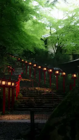 貴船神社の新緑が美しい