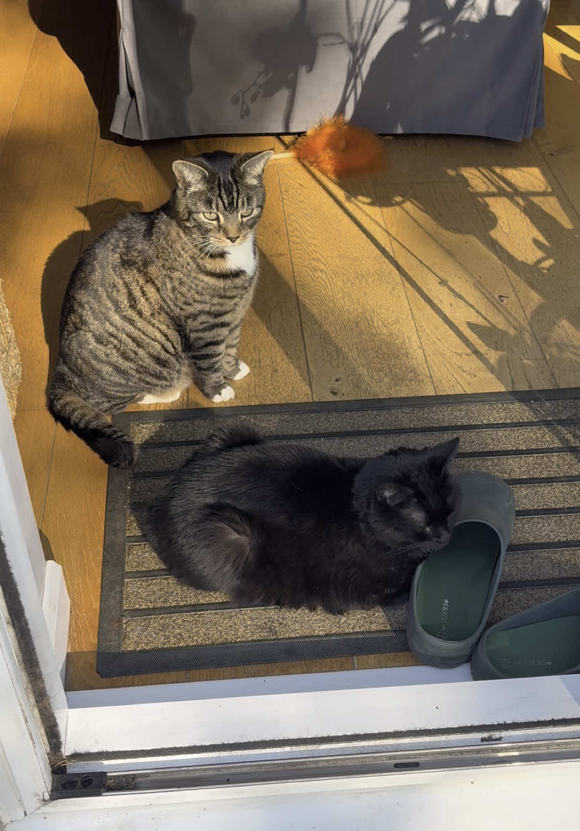 Cuddles & Millie the influencers 😁😎🐈🐈‍⬛