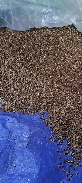 Mắc khén rừng 3 cánh siêu thơm các bác ơi #hatdoi #hạtdoimắckhen #matongrung #hatdoinep