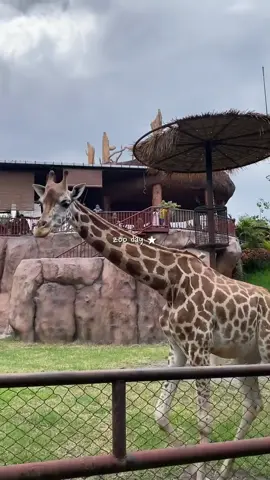 zoo day 🐴 #zoo #vlogtiktok #animal #zoodate #template  #CapCut 