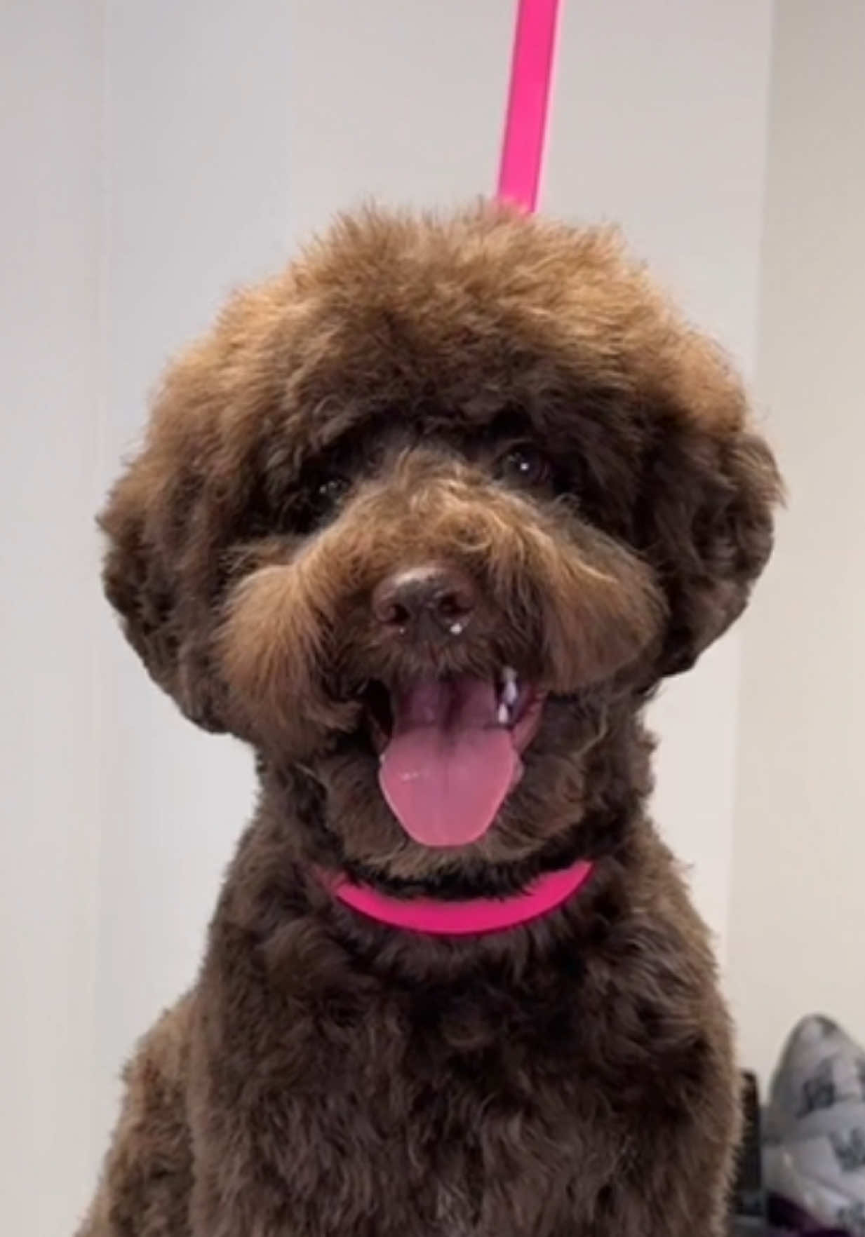Still baby fur but already a big boy 🥰🐾🫶🏻✂️ #dogtok #doggroom #furryfriends #doggroominglife #kavapoo #doggroomer #dogsoftiktok 