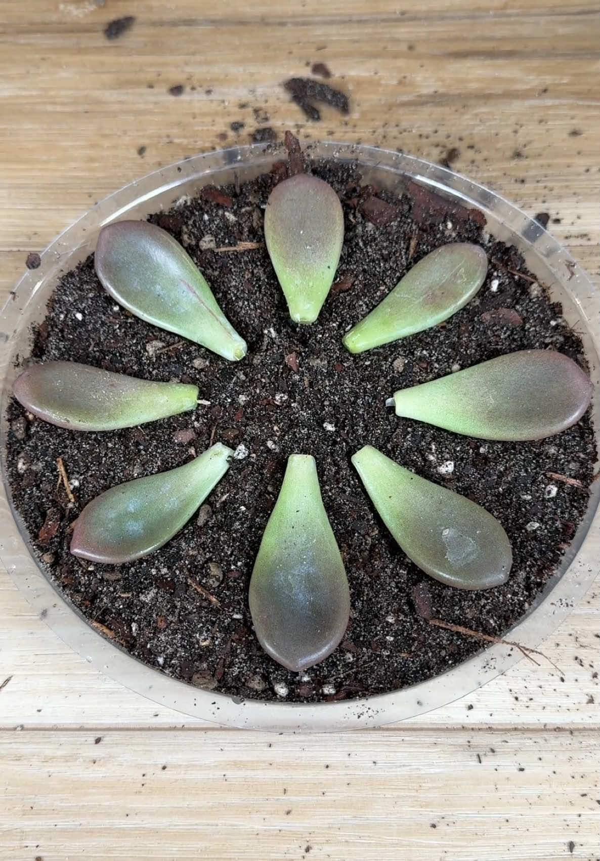 🪴⬇️ READ BELOW FOR DETAILS ⬇️🪴 So, as I was reaching over this morning to move a plant, another one got angled on my elbow and paid the consequences.  Dropping about 5 feet to the ground.  But no worries, it was time to rescue it and make more of them.  Here’s how I did it.  🍃 I started by picking up the leaves, pot and plant and immediately put the plant back in the pot with additional soil.  💦 The soil was very dry, so prior to propagation I watered it and let it sit in a puddle for 15 minutes, so it could thoroughly saturate the soil.  I then let ithe plant sit for 24 hours so the plant could be properly hydrate prior to propagation.  ✂️ I started by cutting off the top of the plant so that new growth could come from the mother plant and removed some of the bottom leaves from the stem I cut from the mother plant.  I then let the cutting and leaves sit for 48 hours so they could callous over.  🪨After the 48 hours were up I mixed up a potting mix that had bark, coir, perlite, sand and pumice.  🪴I started by filling a small pot with the potting mix and propagated the cutting.  🌱 Next I filled a tray with the same mix and laid each leaf with the top-side up on the mix.  💡 l then placed them under bright indirect light.  💦 To water my succulents, I thoroughly saturate the soil and wait until the soil completely dries out before watering them again. #houseplants #plants #plantcare #planttips #plantcaretips #houseplant #propagation 😊Enjoy. Ahhhhh
