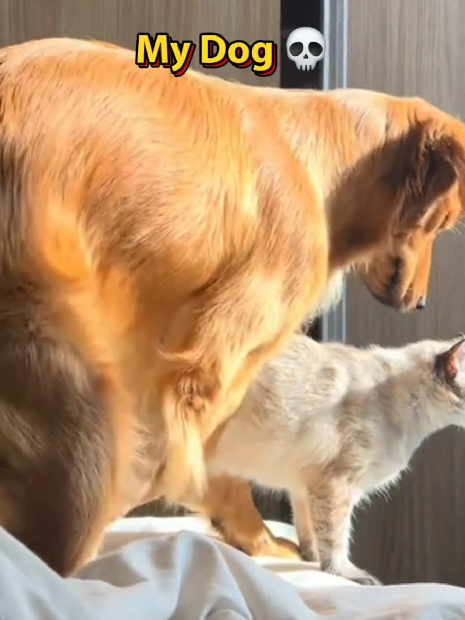 Your Cat Vs My Dog 🙈 #viralvideo #fyp #dogsoftiktok 