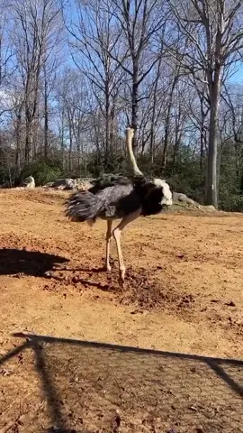 #ostrich #dance #funny #viral 