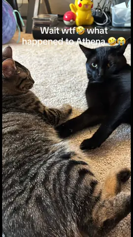 #foryoupage #catsoftiktok 