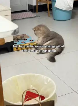 🐱:Gabut banget anjirrr #fyp #kucing #kucinglucu #cat #cattoys #toys #wackamole #mainankucing #mainankayu #gabut #gabutdoang #gabutbangetanjir #kucingtiktok #kucinggemoy #bantuankebosanan #antikebosanan #kucingviral 