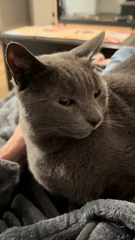 #cutecat #myboy #boycat #cuddles #cuddlebuddy #bedtime #helovesme #cat #catmom #catmomlife 