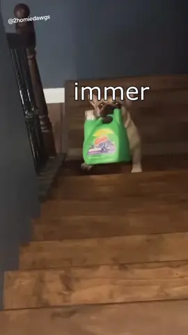 Die Dawgs waschen Wäsche #wenntieresprechenkönnten #lustig #witzig #funny #tiere #animals #meme #lachen #happy #2homiedawgs 