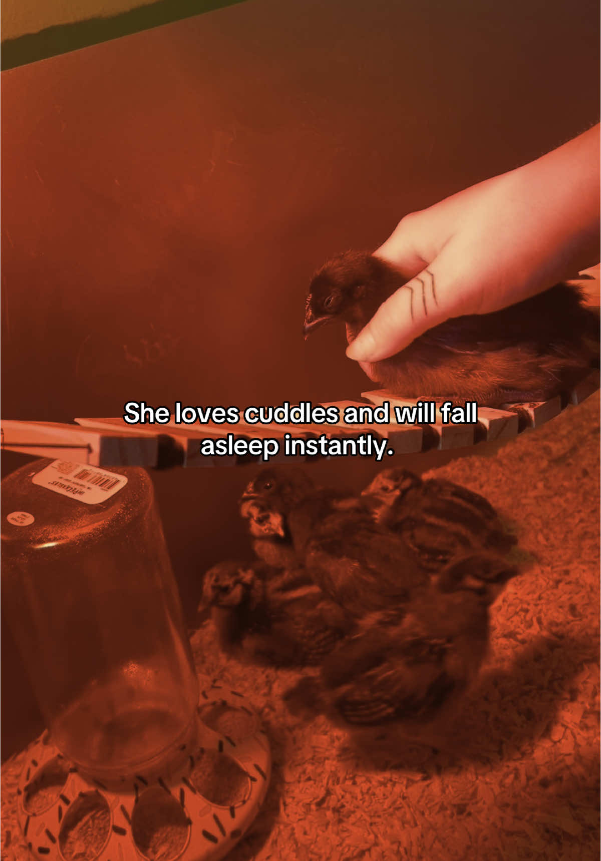 Gomez will finally have a girlfriend. #chicken #gothchick #chickensoftiktok #ayamcemani 