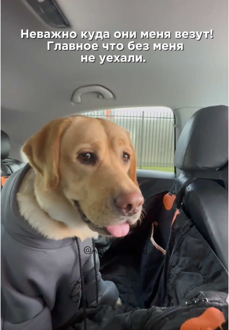 Главное вместе ❤️🥰#лабрадоры #лабрадор #лабрик #лабрадорретривер #рекомендации 