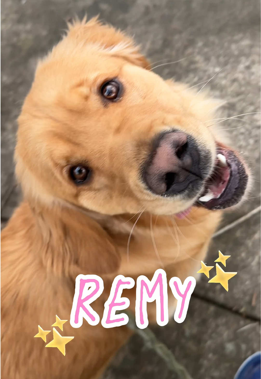 This is Remy’s world and we are just living in it   #goldenretriever #goldenretrieverlife #dog #dogsoftiktok #dogs #pet #petlover 