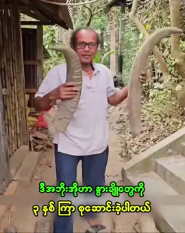 ဒီအဘိုးအိုဟာ နွားချိုတွေကို ၃နှစ် ကြာစုဆောင်းခဲ့ပါတယ်